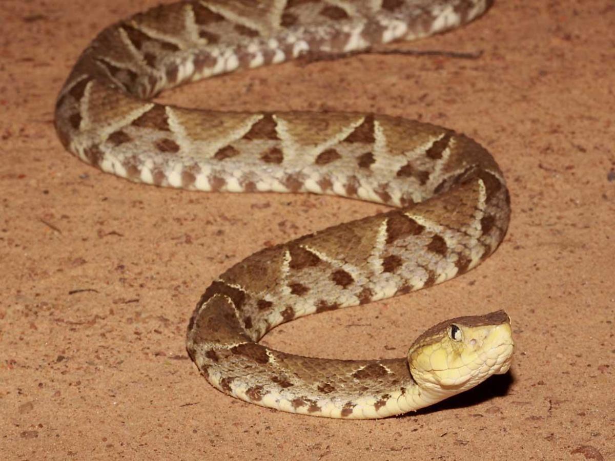 Poisonous and Venomous Spiders, Snakes and Insects in the Bahamas