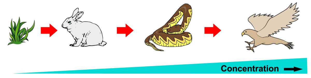 How Bioaccumulation and Biomagnification of Pollutants Is Affecting Our