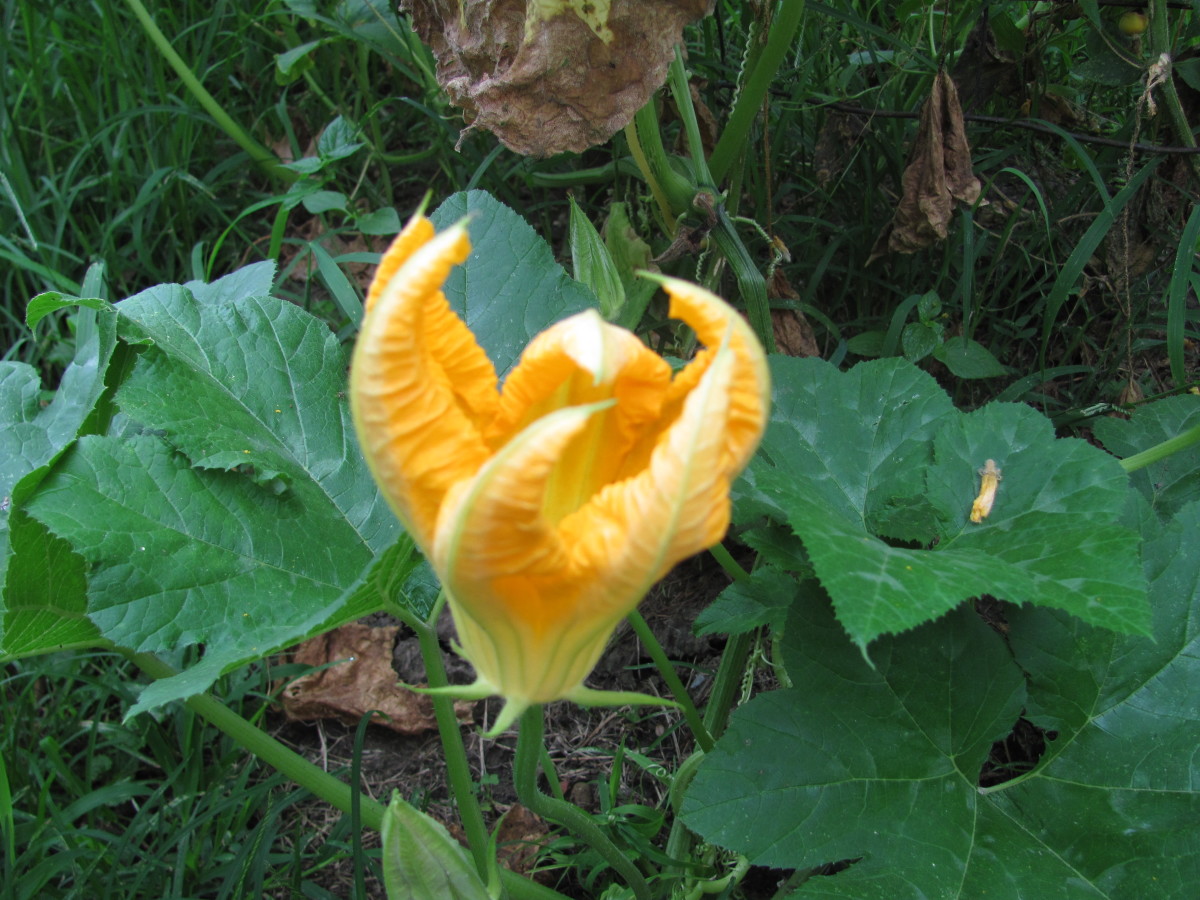 How to Cook Pumpkin Blossoms HubPages