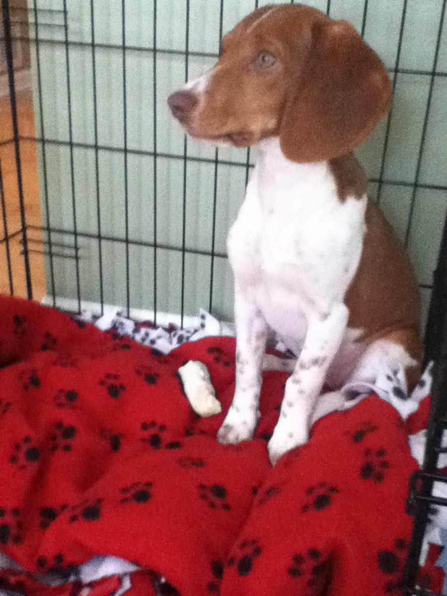 How to Train a Puppy to Potty and Poop Outside PetHelpful