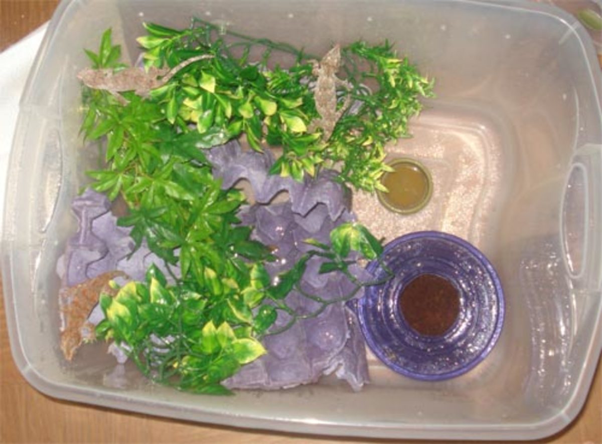 How to Set Up a Crested Gecko Enclosure HubPages