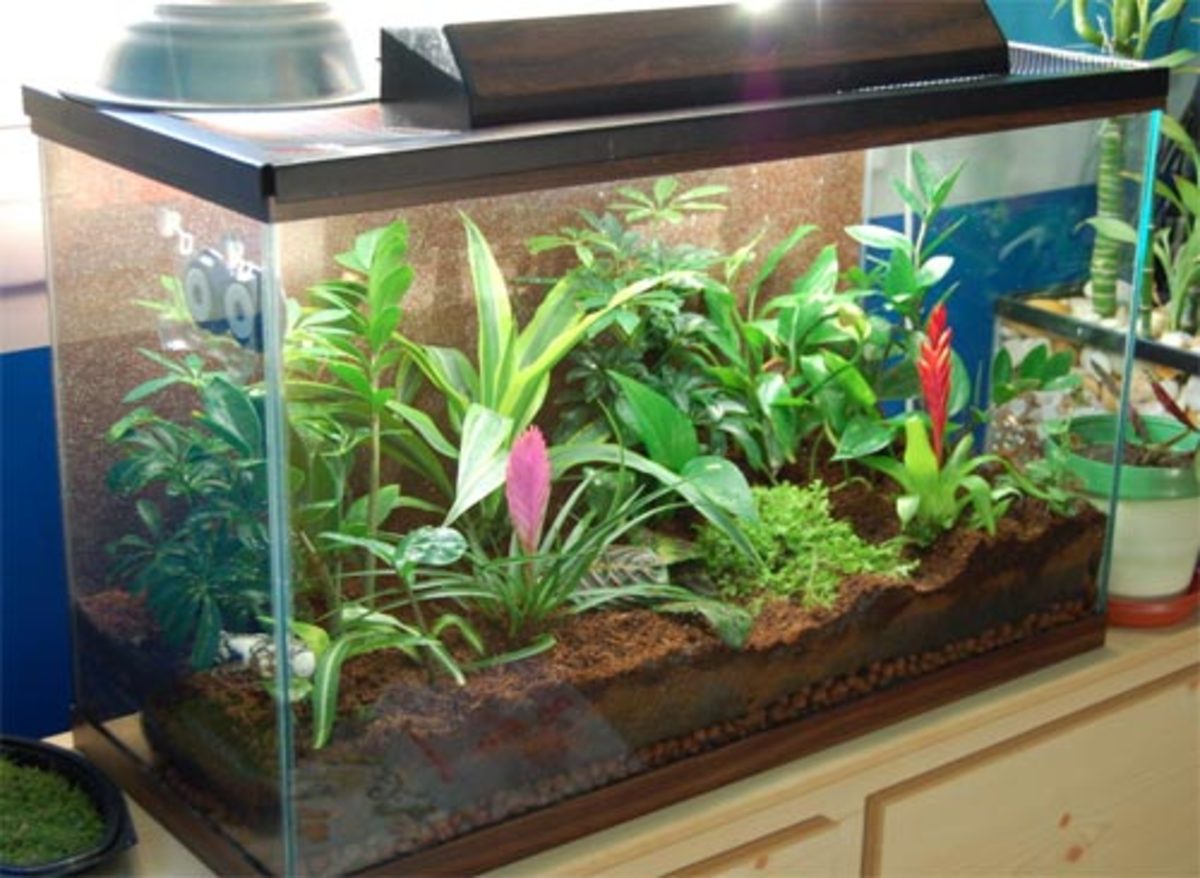 How to Set Up a Crested Gecko Enclosure