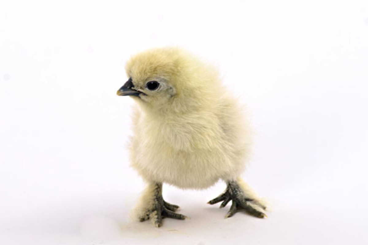 Facts About the Furry Silkie Chicken PetHelpful