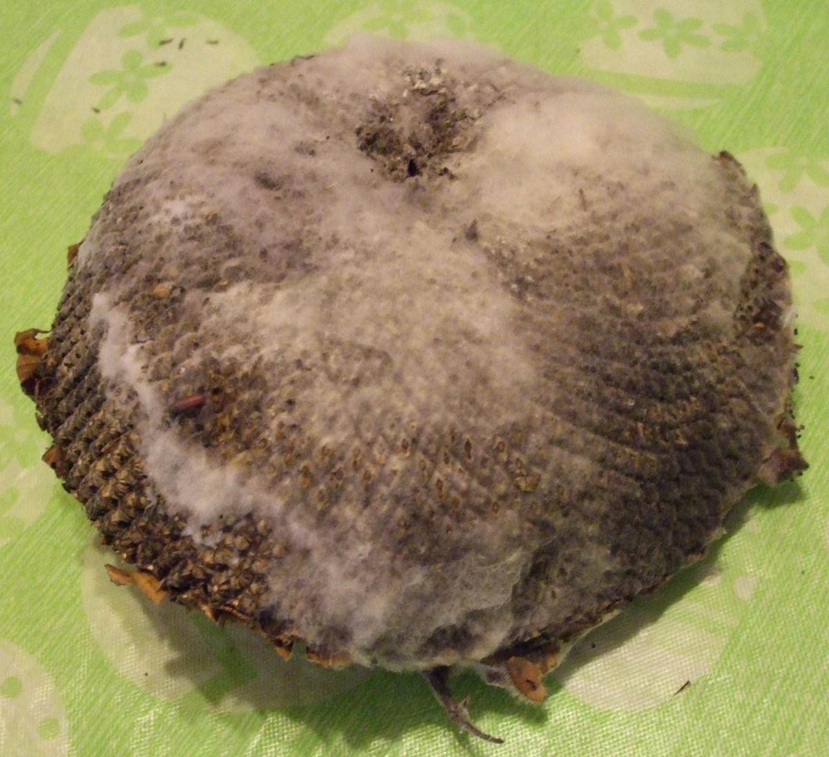 Mistakes to Avoid When Harvesting and Roasting Sunflower Seeds Dengarden