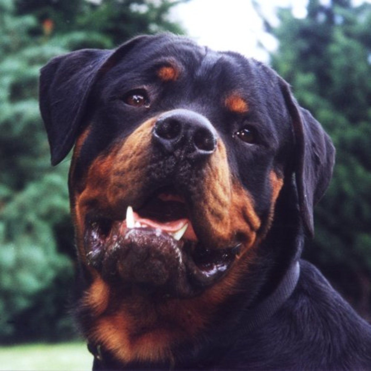 How to Raise a WellTrained, NonAggressive Rottweiler PetHelpful