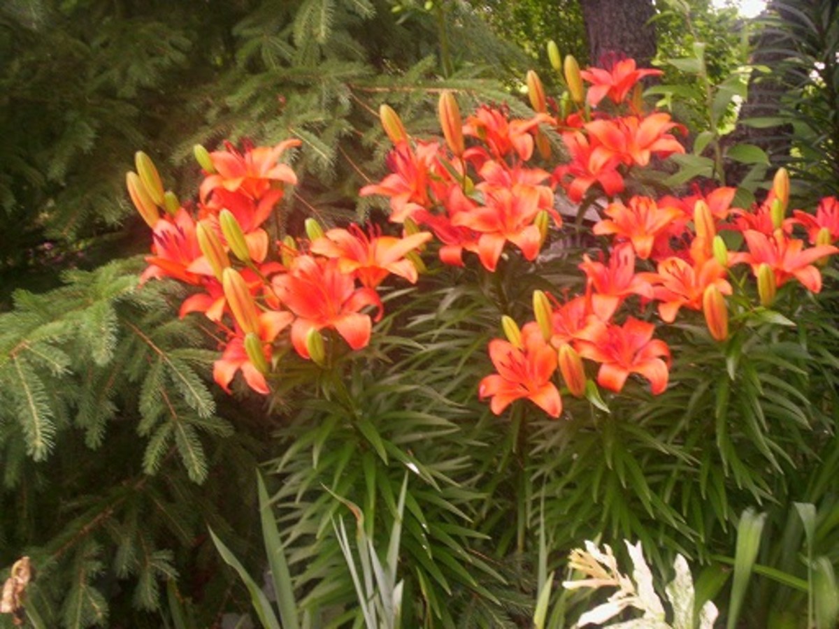 Plants That are Poisonous to Dogs PetHelpful