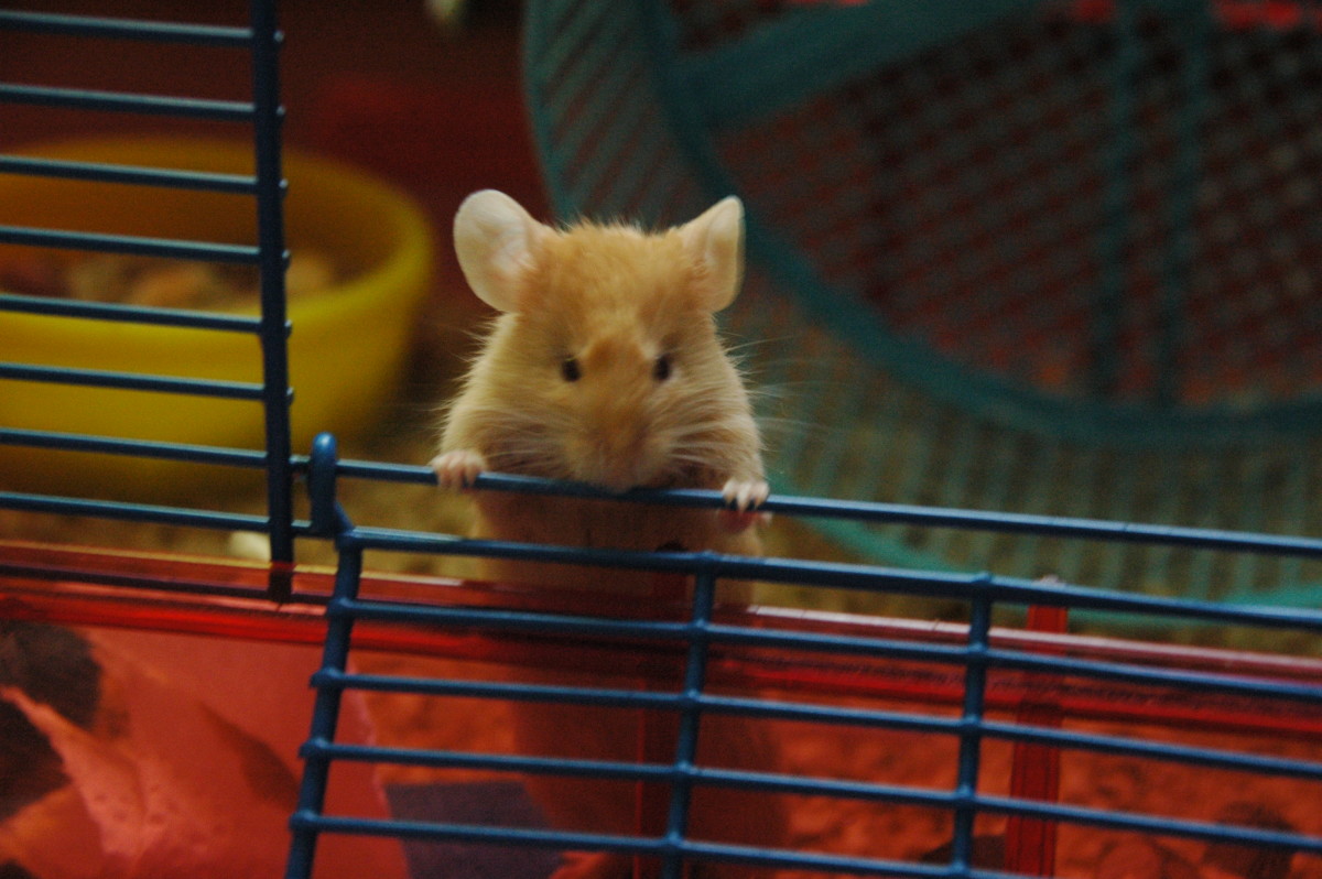 How to reduce the stink of your pet mouse PetHelpful