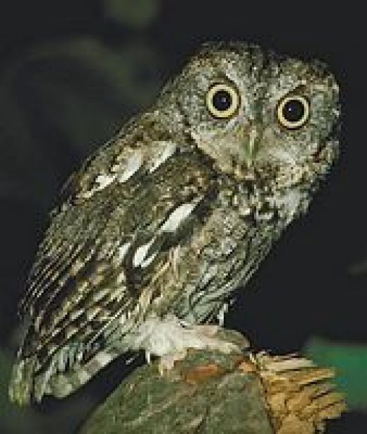 A Look at the Different Types of Owls in Florida Owlcation