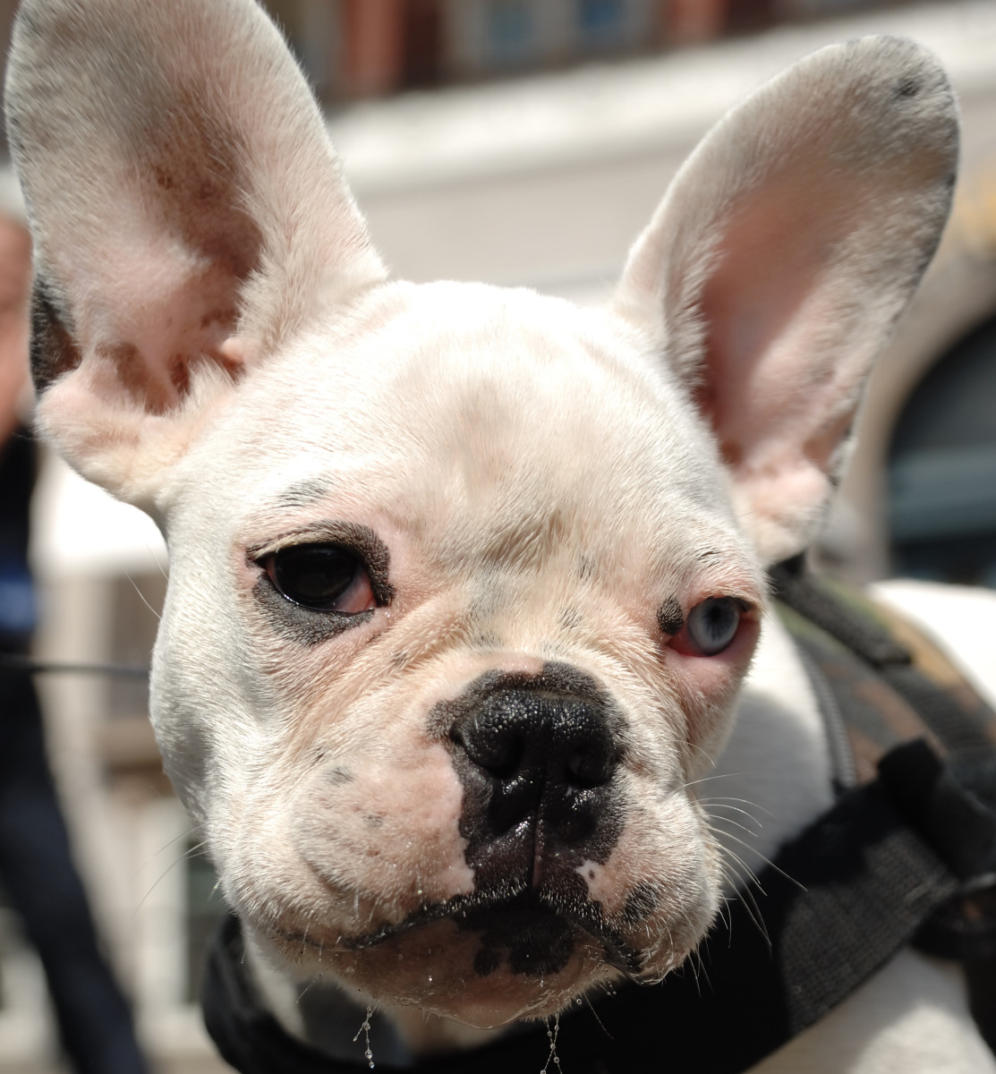 Lazy Dog Breeds PetHelpful