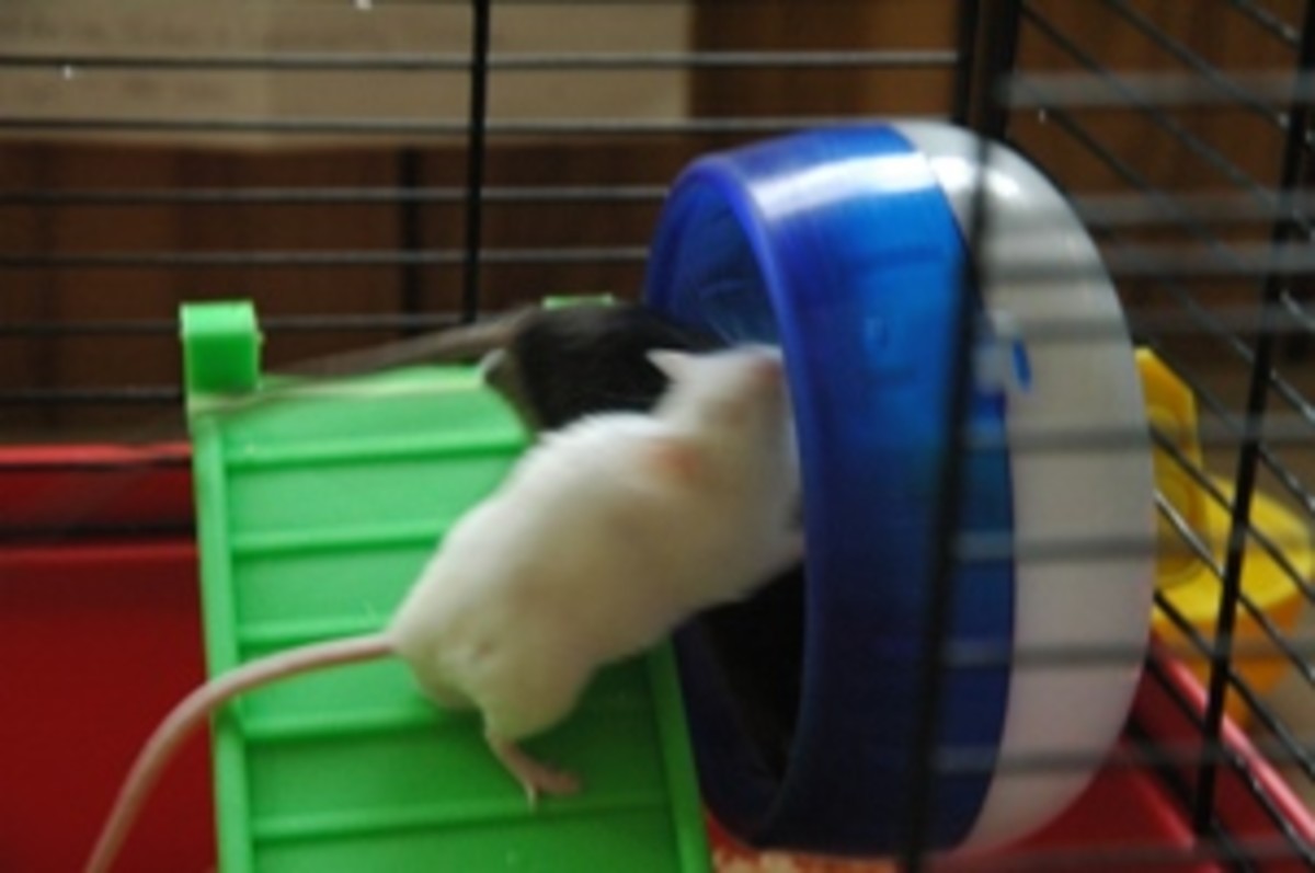 How to Introduce Two Pet Mice to the Same Cage PetHelpful
