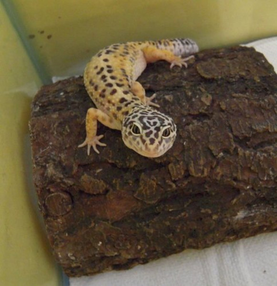 The Advantages of Housing Leopard Geckos in Tubs PetHelpful
