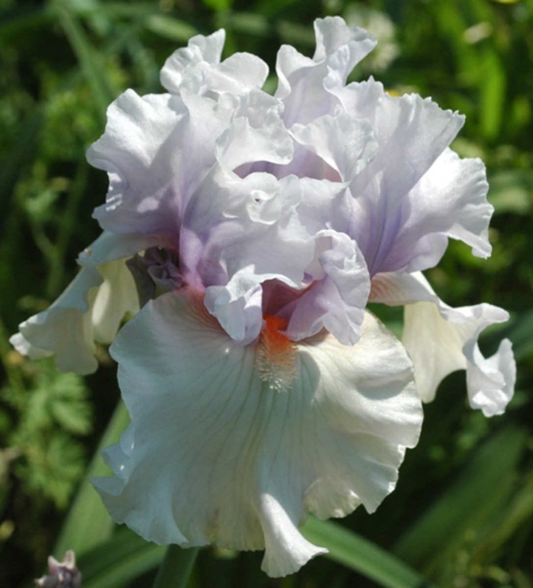 Stunning Tall Bearded Irises A Hobby Gardener's Guide to Growing Iris