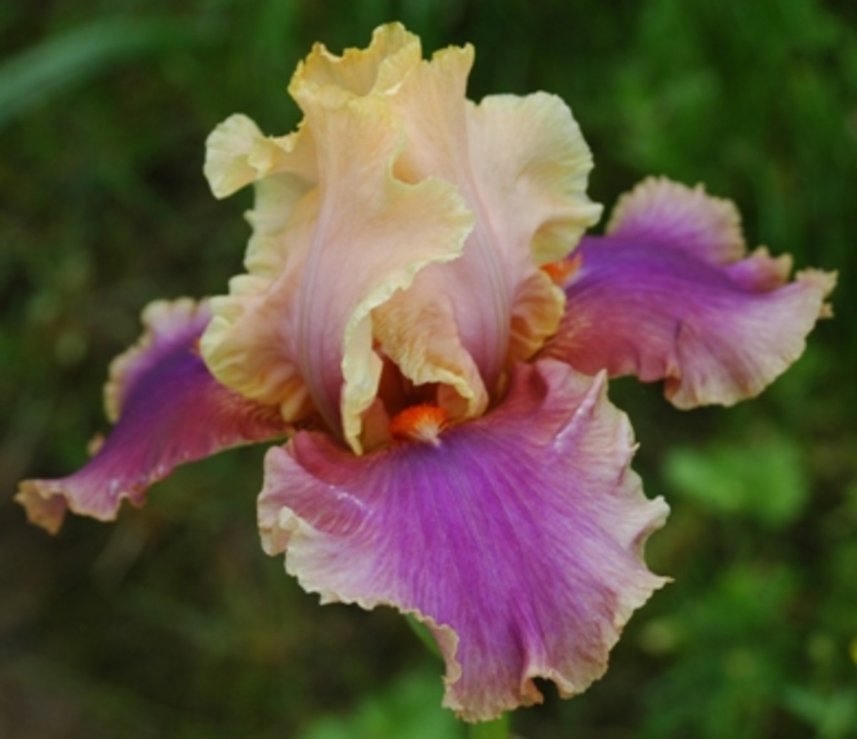 Stunning Tall Bearded Irises A Hobby Gardener's Guide to Growing Iris