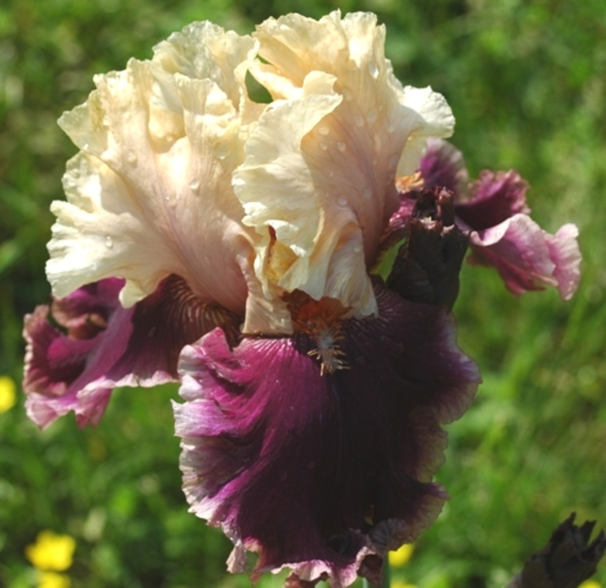 Stunning Tall Bearded Irises a Hobby Gardener's Guide to Growing Iris