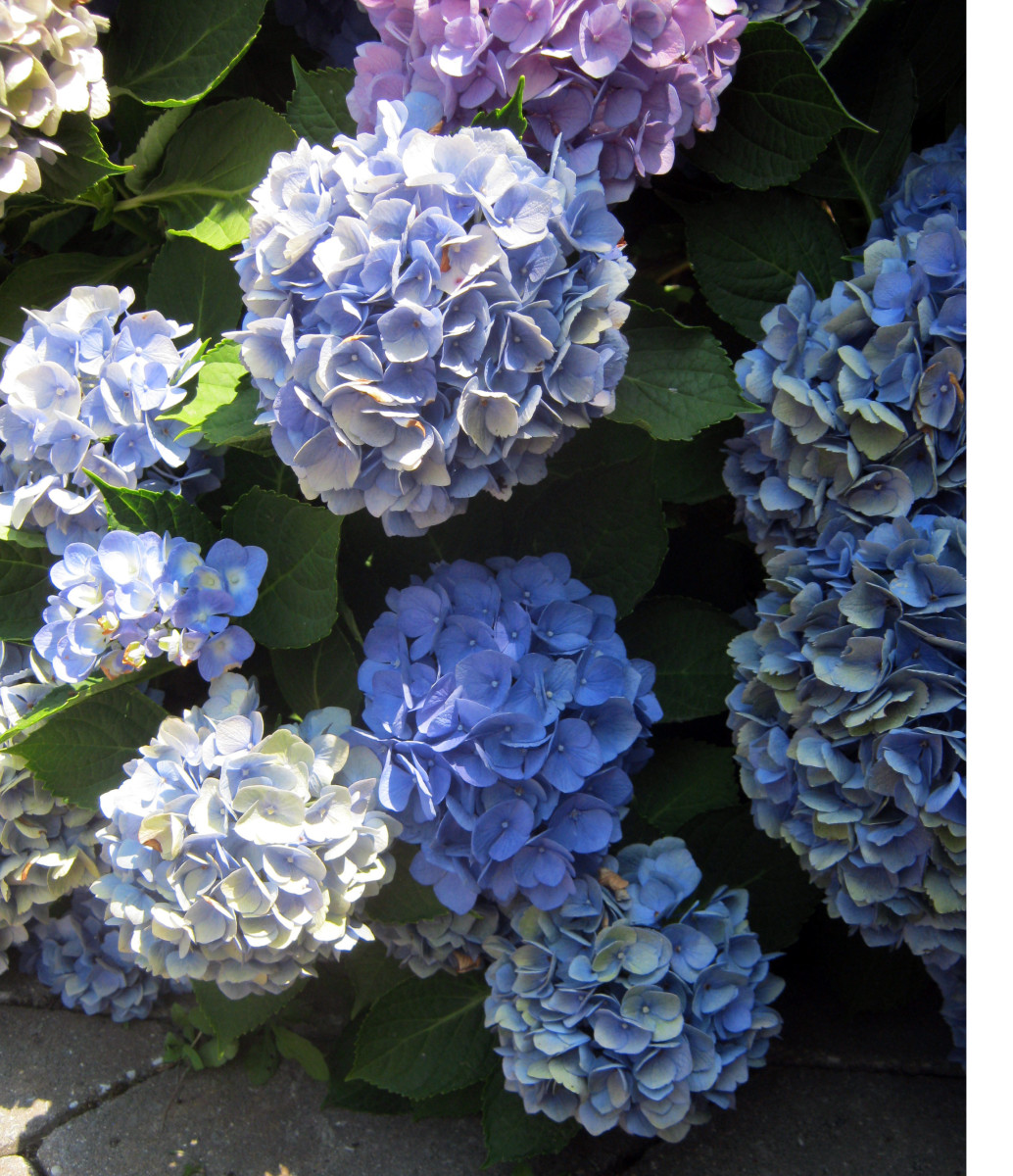 Plant Hydrangeas for Large, Long Lasting Blooms Dengarden