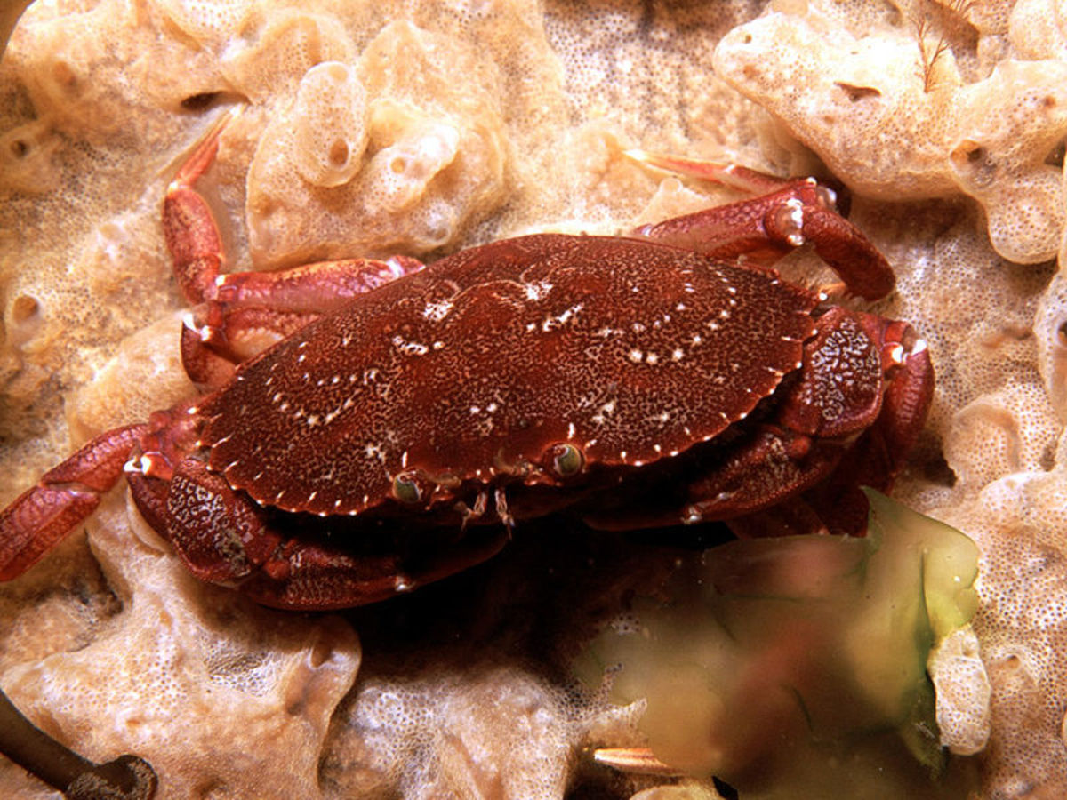 Different Types of Crab (with Pictures) Owlcation