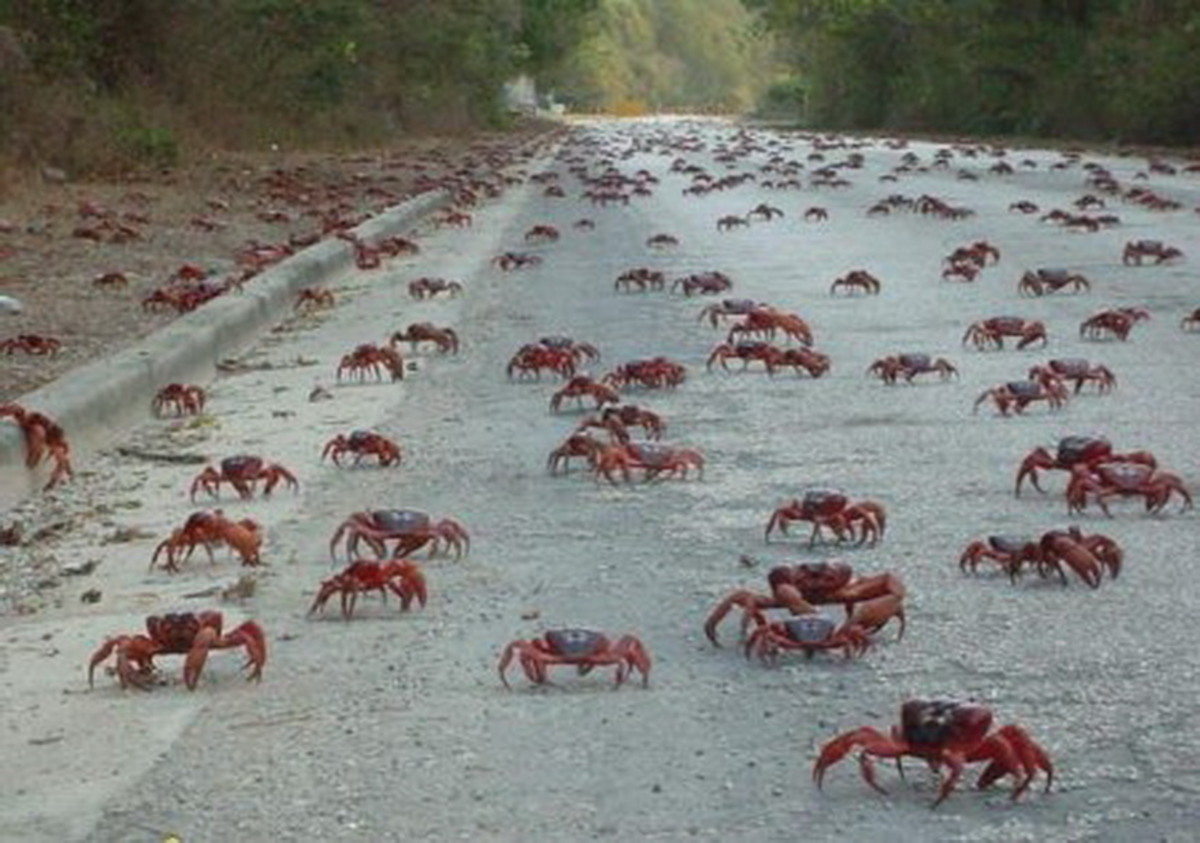 Different Types of Crab (with Pictures) Owlcation