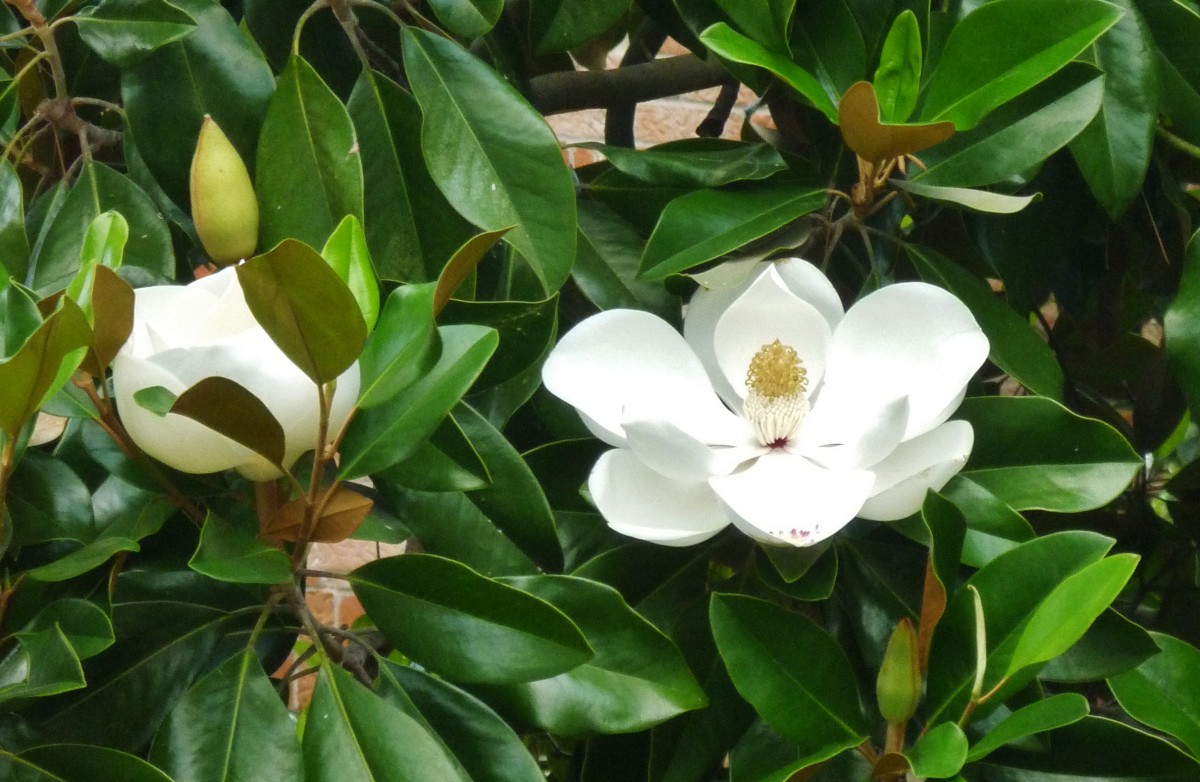 Southern Magnolia Tree Facts in Deep South Landscapes Dengarden