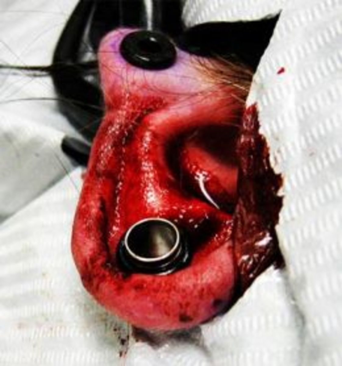 How to Stretch Your Ear Piercing to a Larger Gauge TatRing