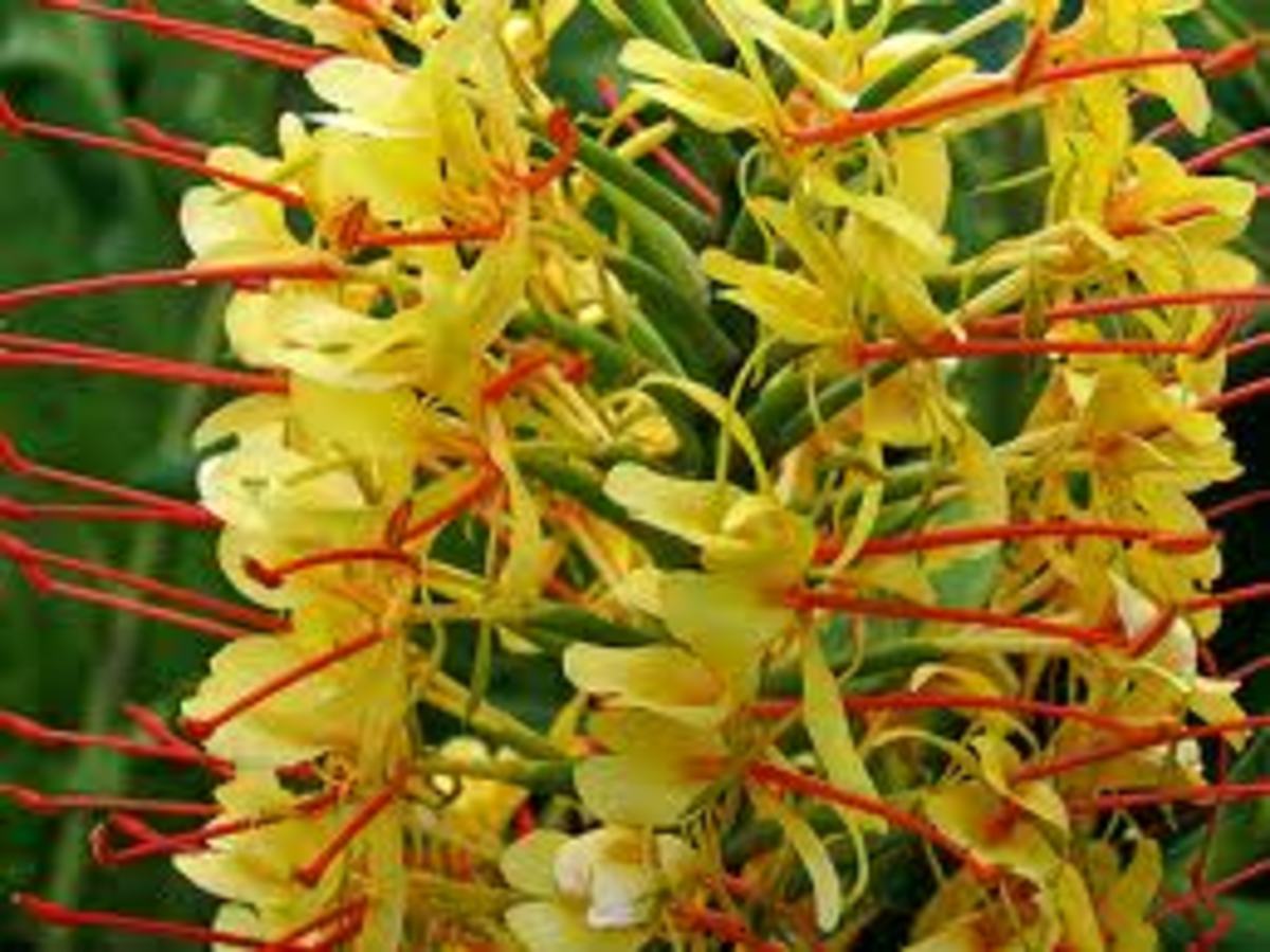 Fragrant Flowers of Hawaii Owlcation