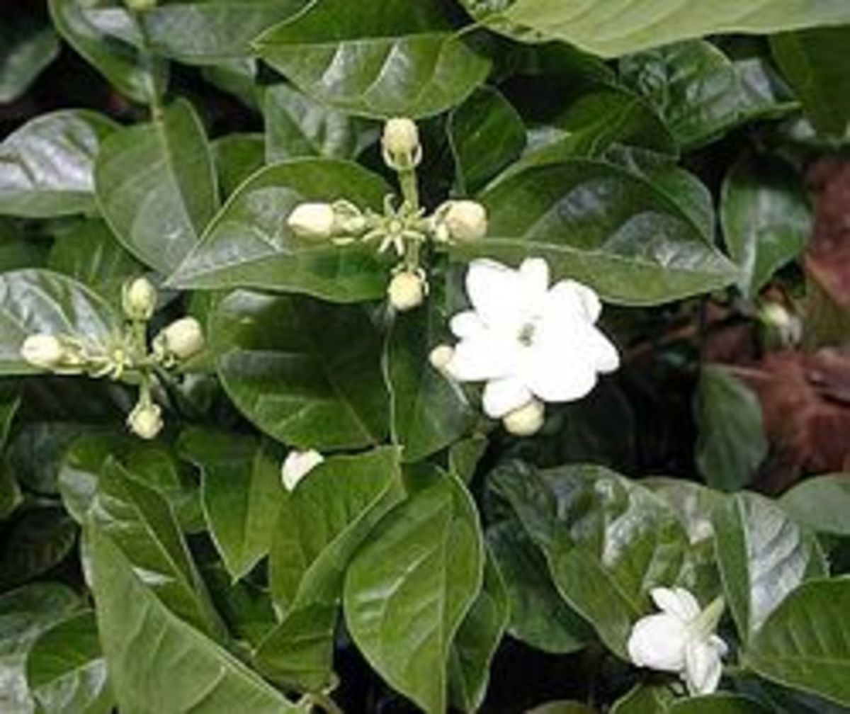 Fragrant Flowers of Hawaii Owlcation