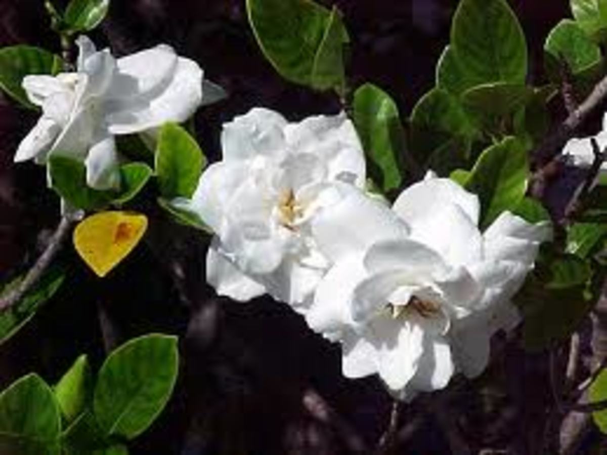 Fragrant Flowers of Hawaii Owlcation