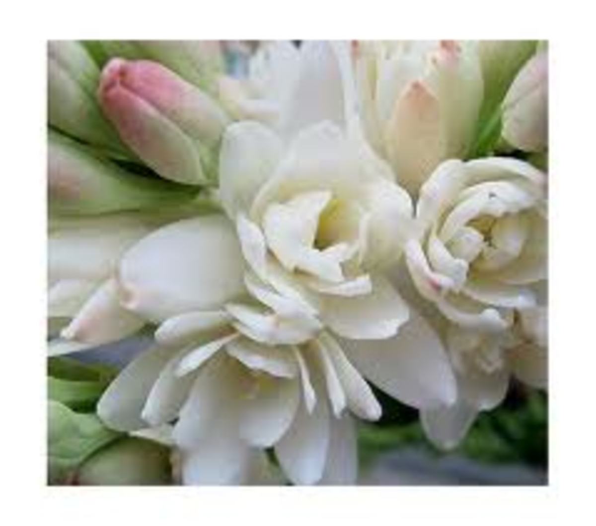 Fragrant Flowers of Hawaii Owlcation