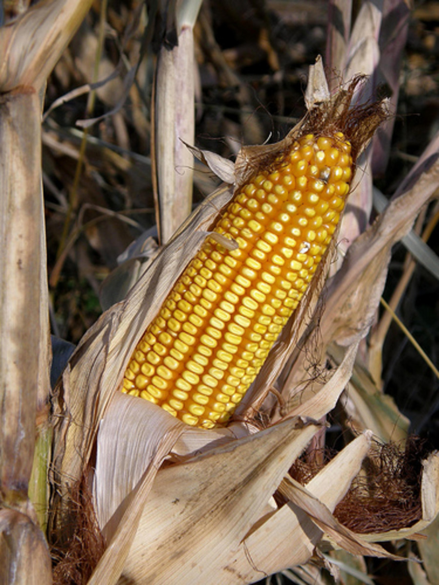 The "What Do You Mean I'm Allergic to Corn?" Guide to Groceries