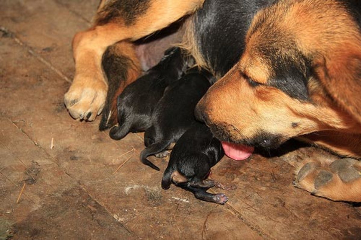 Dog Mating & Pregnancy Page 2 PetHelpful