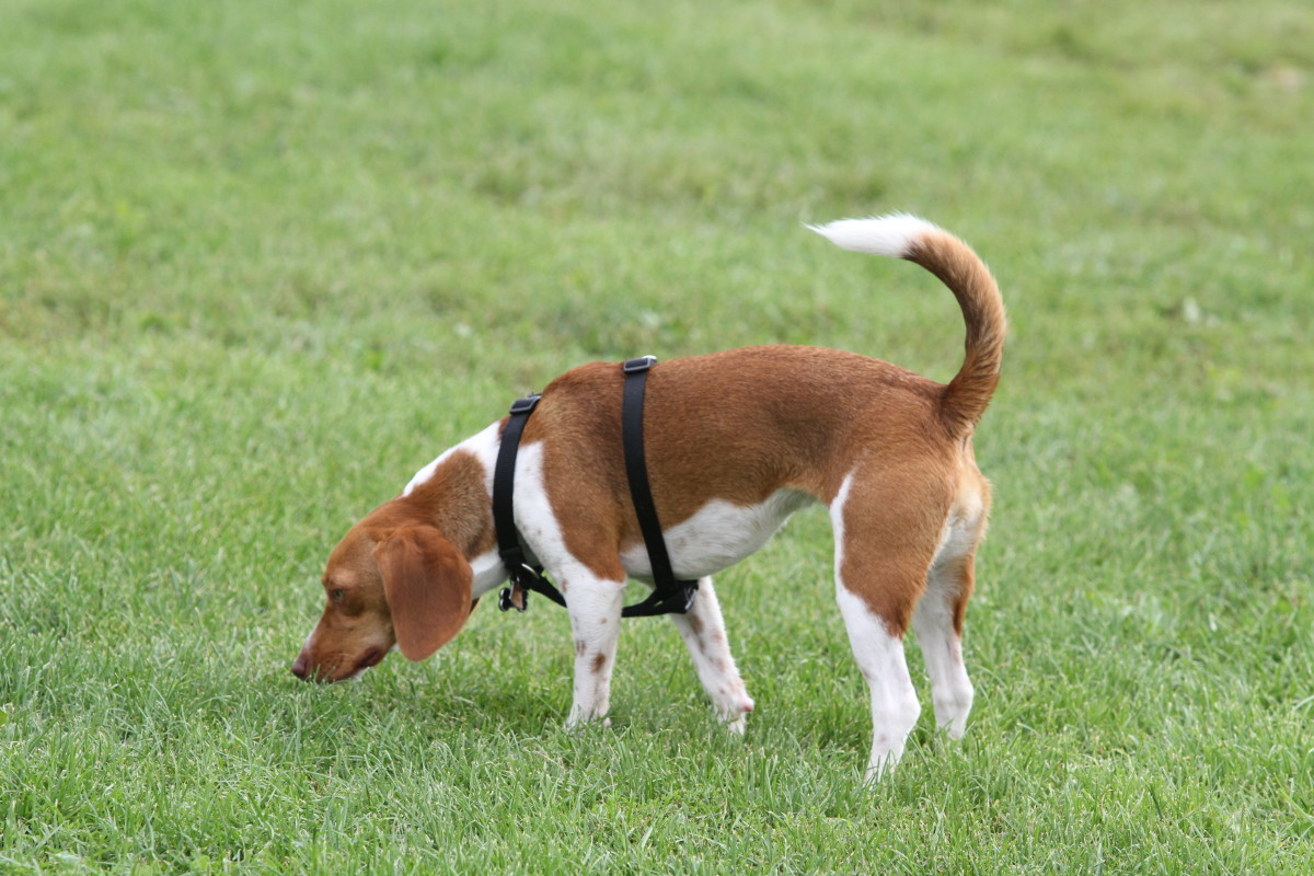 All About Beagles and Their Incredible Sense of Smell