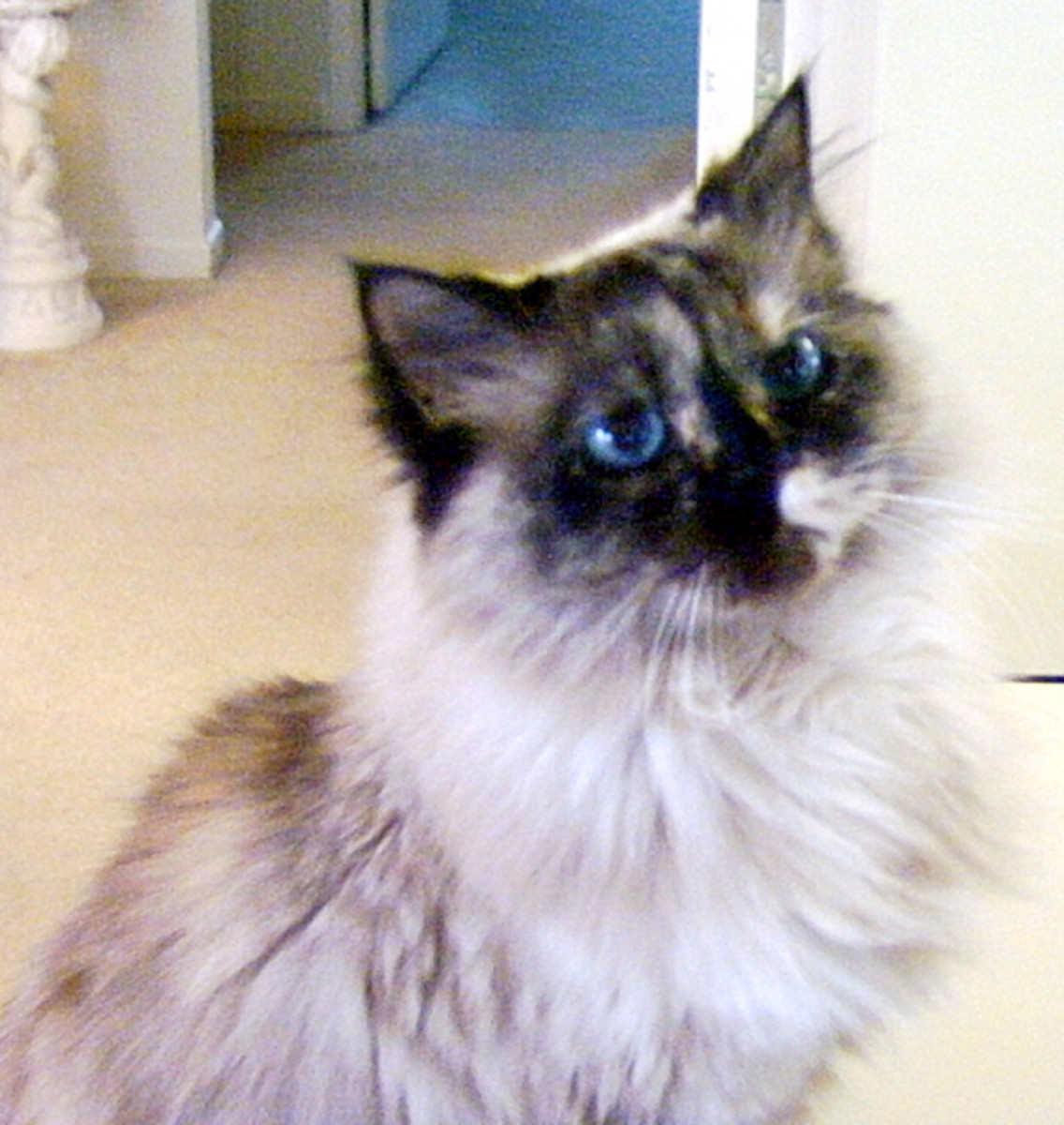 How To Make Your Cat Famous Like Morris and Other Famous Cats HubPages