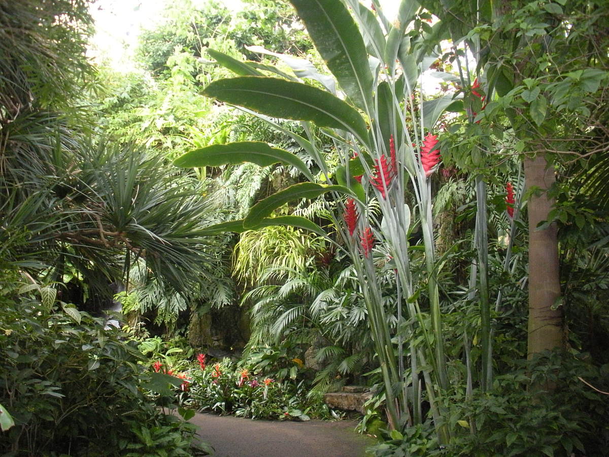 Tropical Trees, Shrubs, and Plants A Photo Gallery