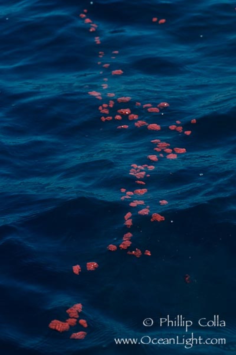 What Whale Poo Looks Like hubpages