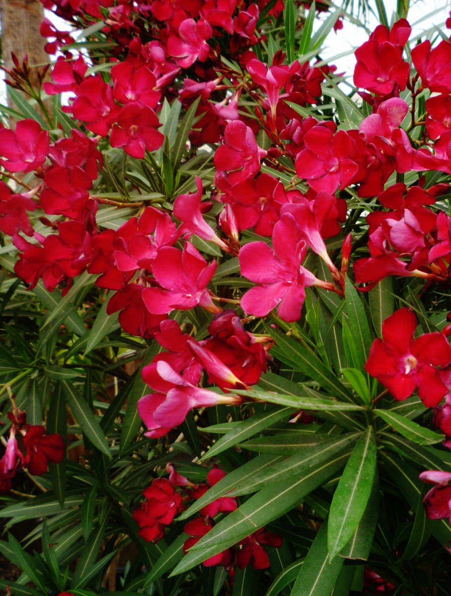 Oleander Hardy, Evergreen Southern Beauty (With Pictures) Dengarden