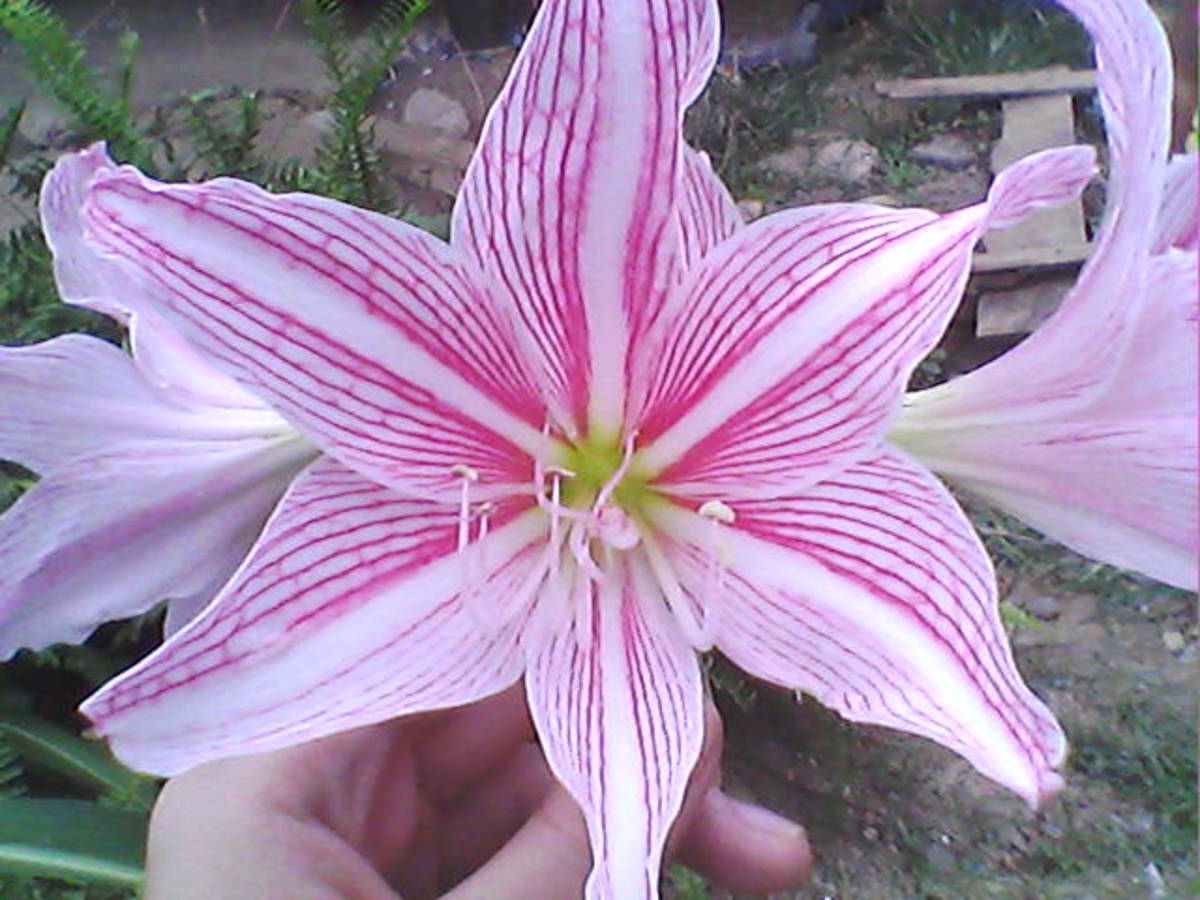 How to grow pinkstripedtrumpet lily or Crinum latifolium? HubPages