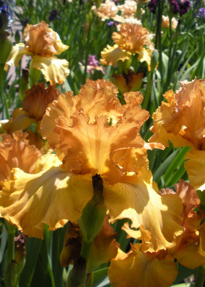 Burnt Orange or Rust Colored Flowers A Gallery of Fall Colored