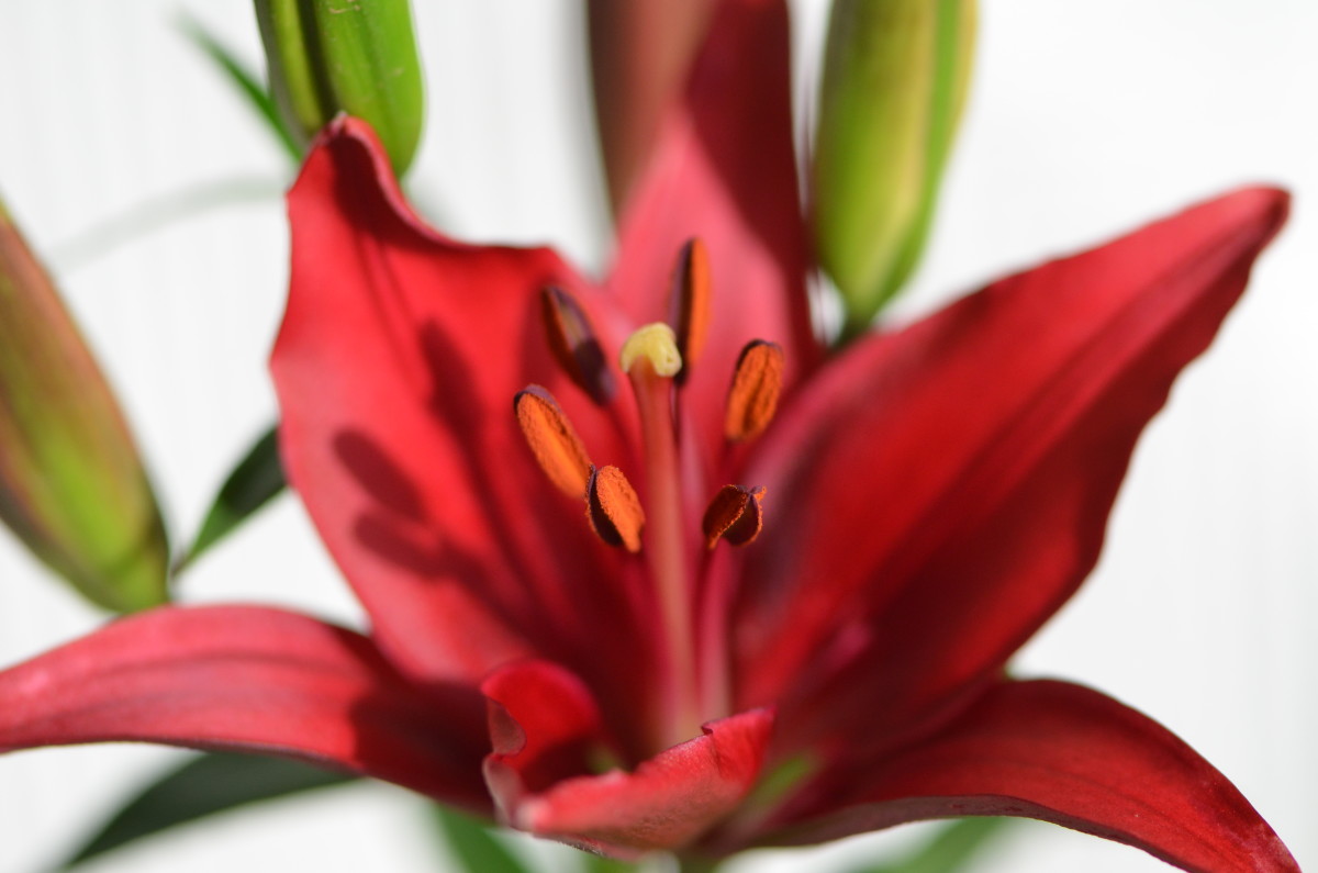A Guide to Growing Spectacular Stargazer Lilies Dengarden