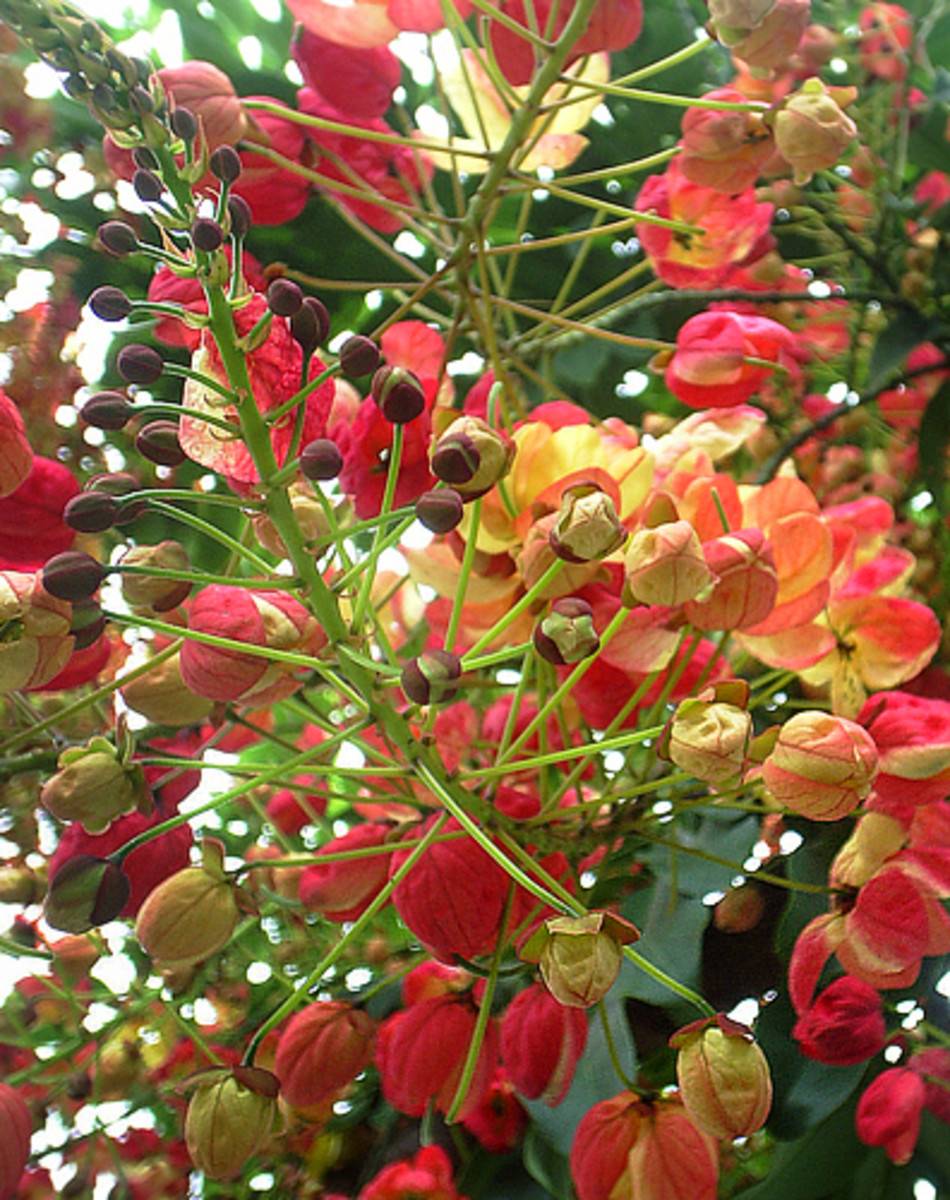 Golden Shower Trees Yellow Flowering Trees For Landscaping HubPages