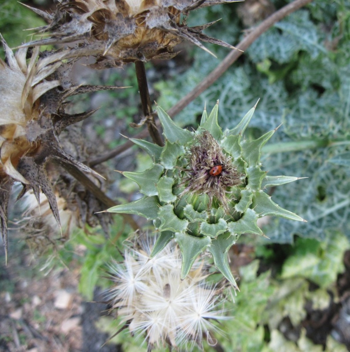 Milk Thistle and Hemlock The Prickly and the Poisonous Dengarden
