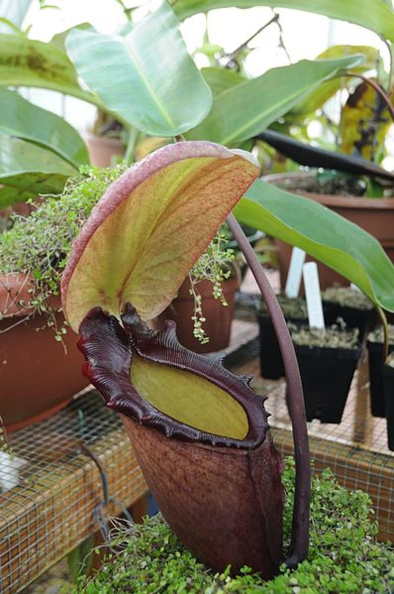 Pitcher Plant Diversity A Look At 10 Species