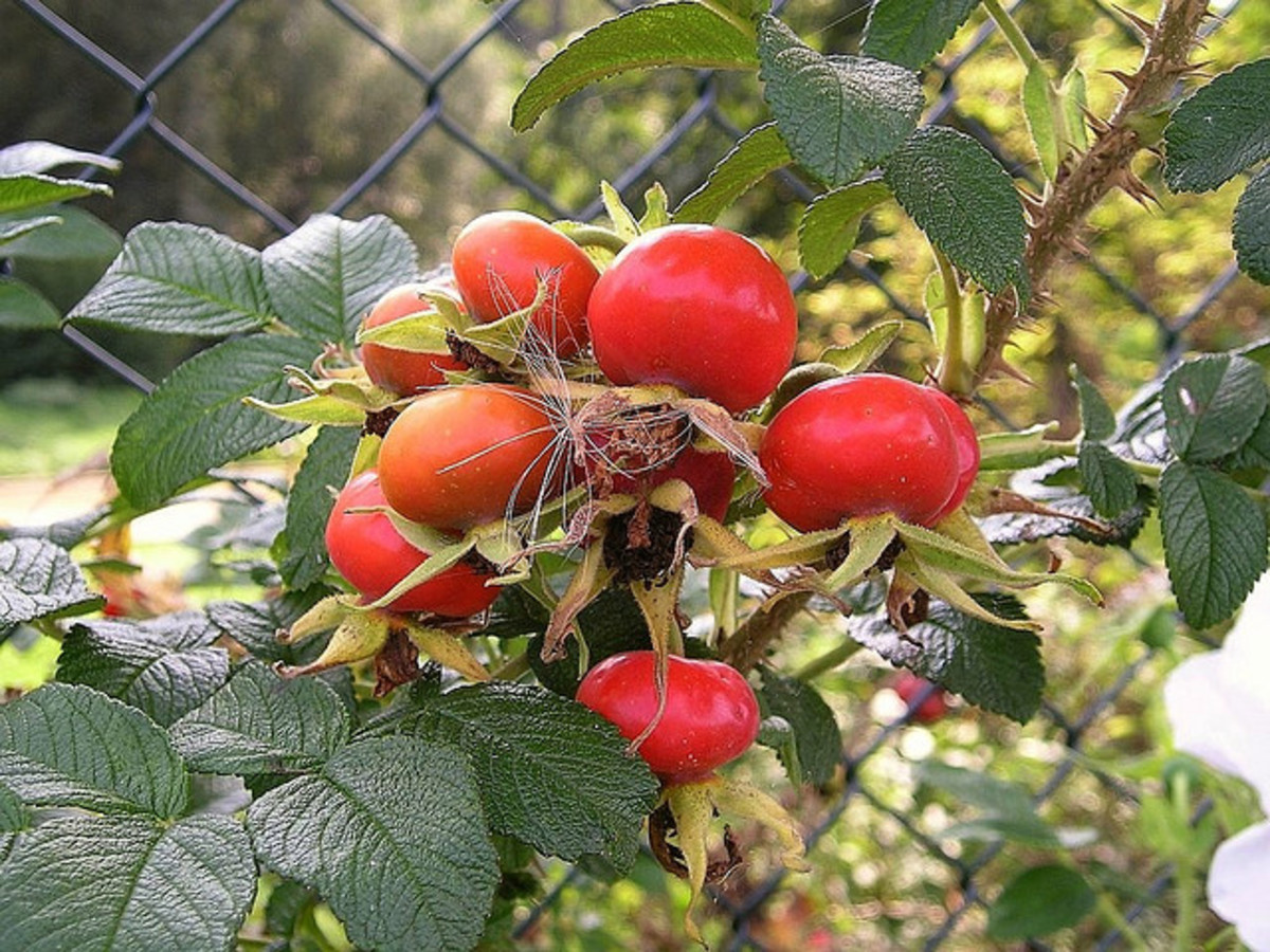 What Is a Rugosa Rose and How to Care for a Rugosa Rose HubPages