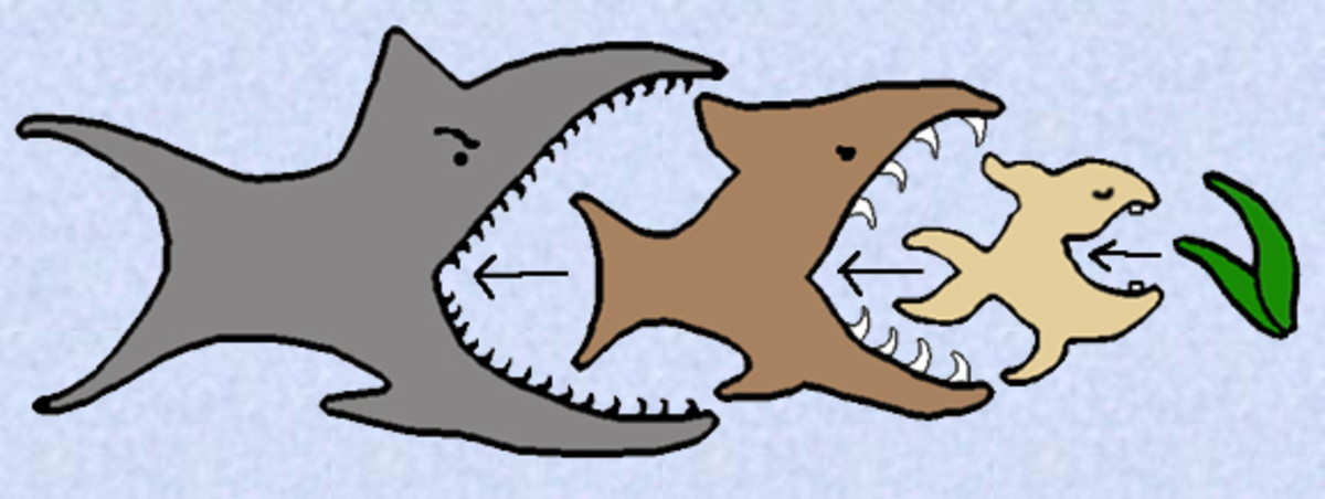 The Meaning of Fish in Dreams Exemplore