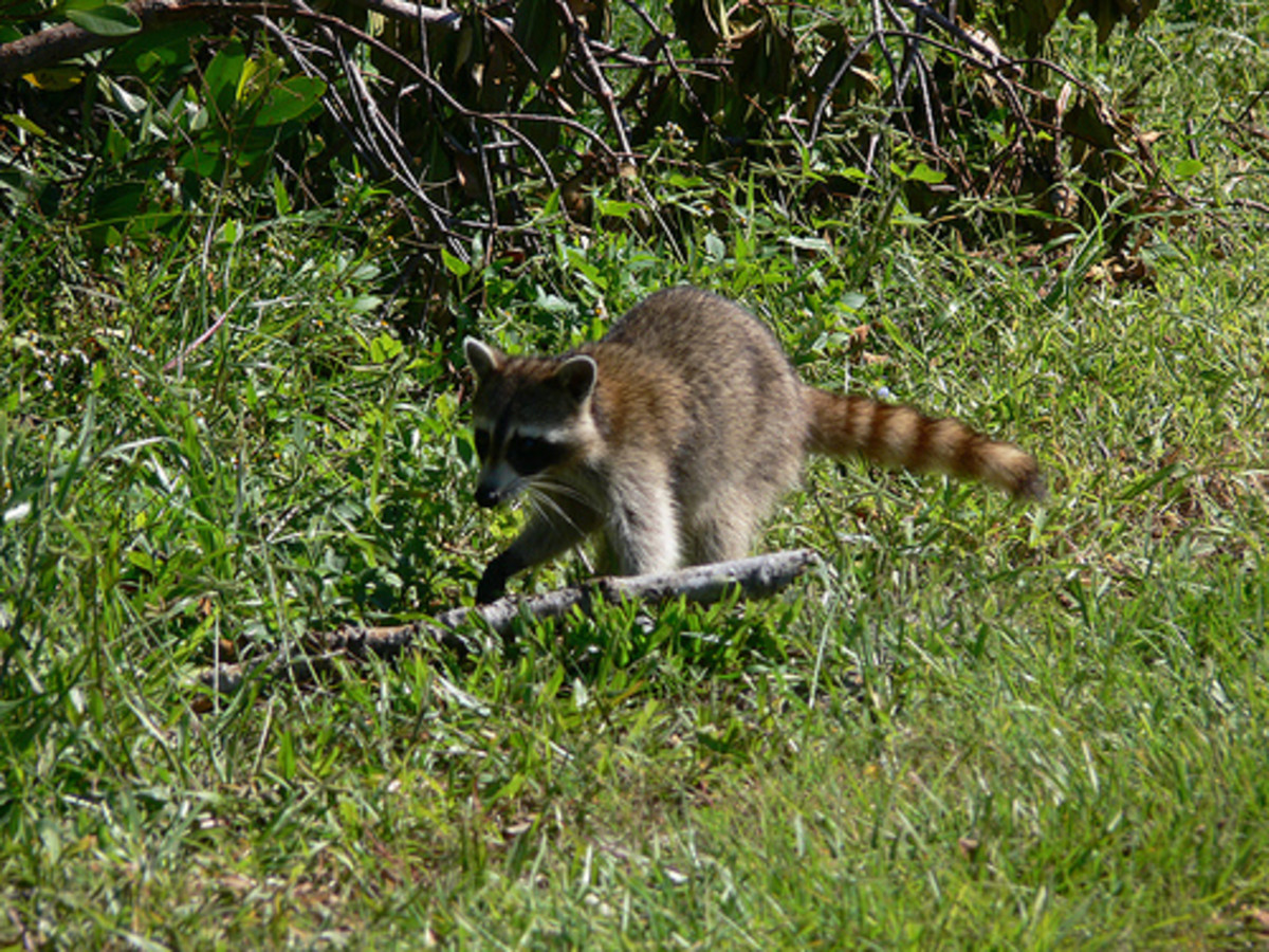I Went Coon Hunting One Night in Virginia a Life Experience. HubPages