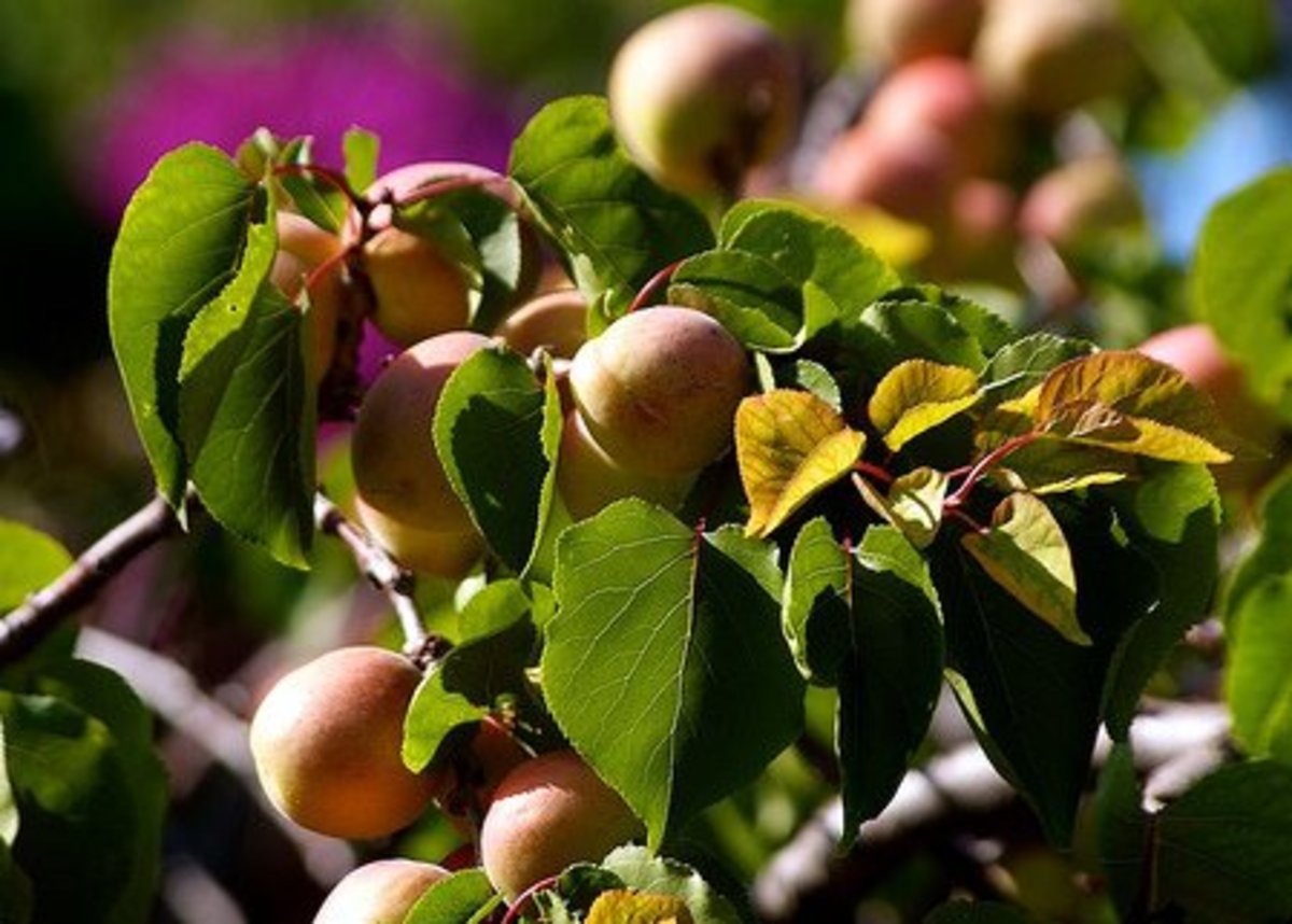 Health Benefits of Apricot Seed or Kernel HubPages