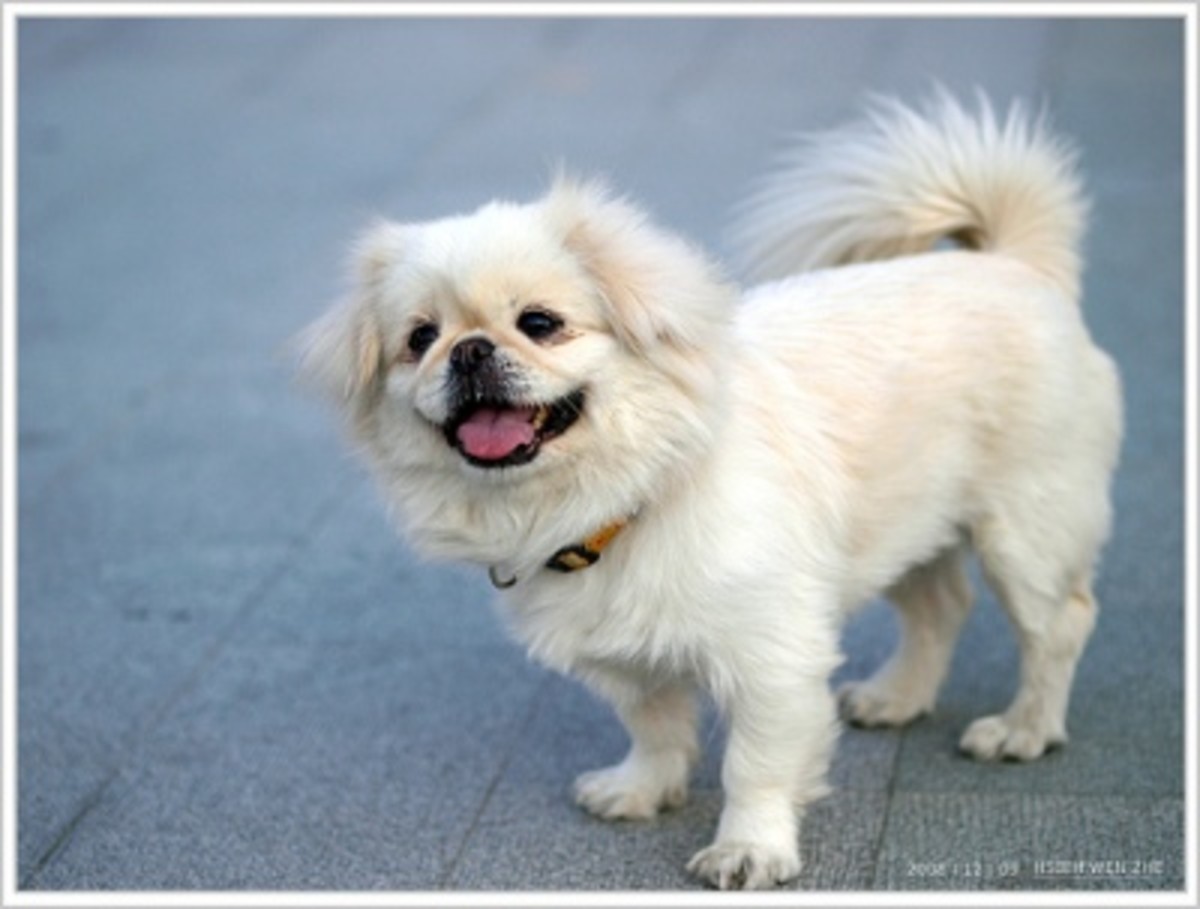 The Canine Roommate Top 10 Best Dog Breeds for Apartment Living