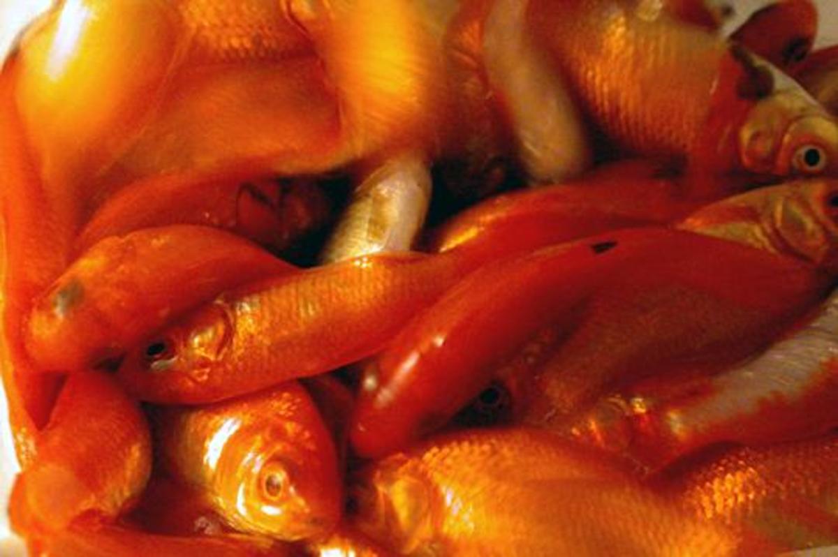 Homemade Aquatic Turtle Food Recipe PetHelpful