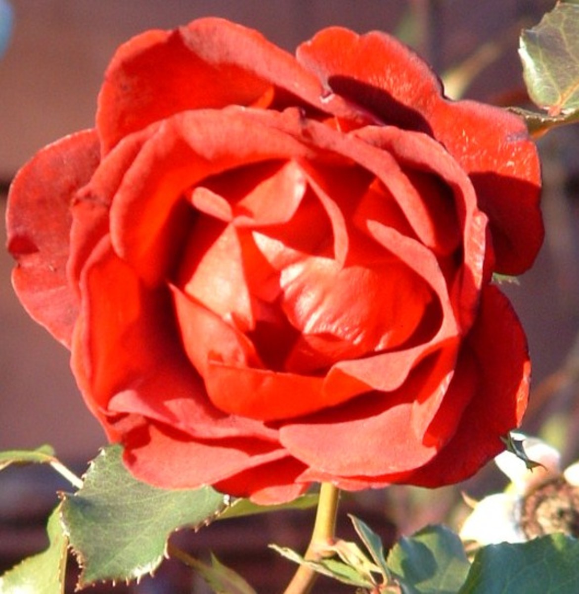 Roses in Pictures, Poetry, Song, Literature and Famous Quotes HubPages