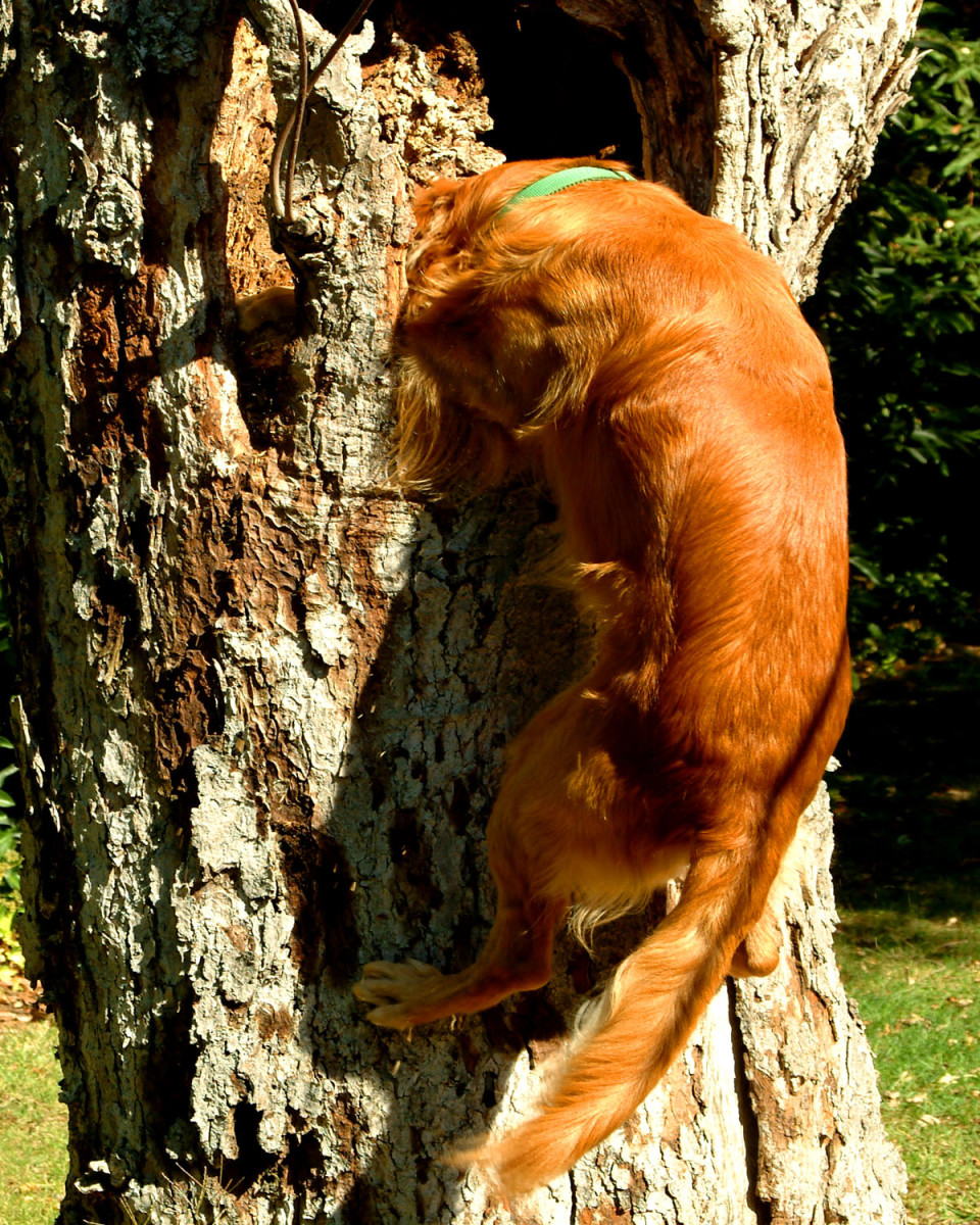 Nervous System Disorders in Dogs Spinal Problems in Dogs HubPages