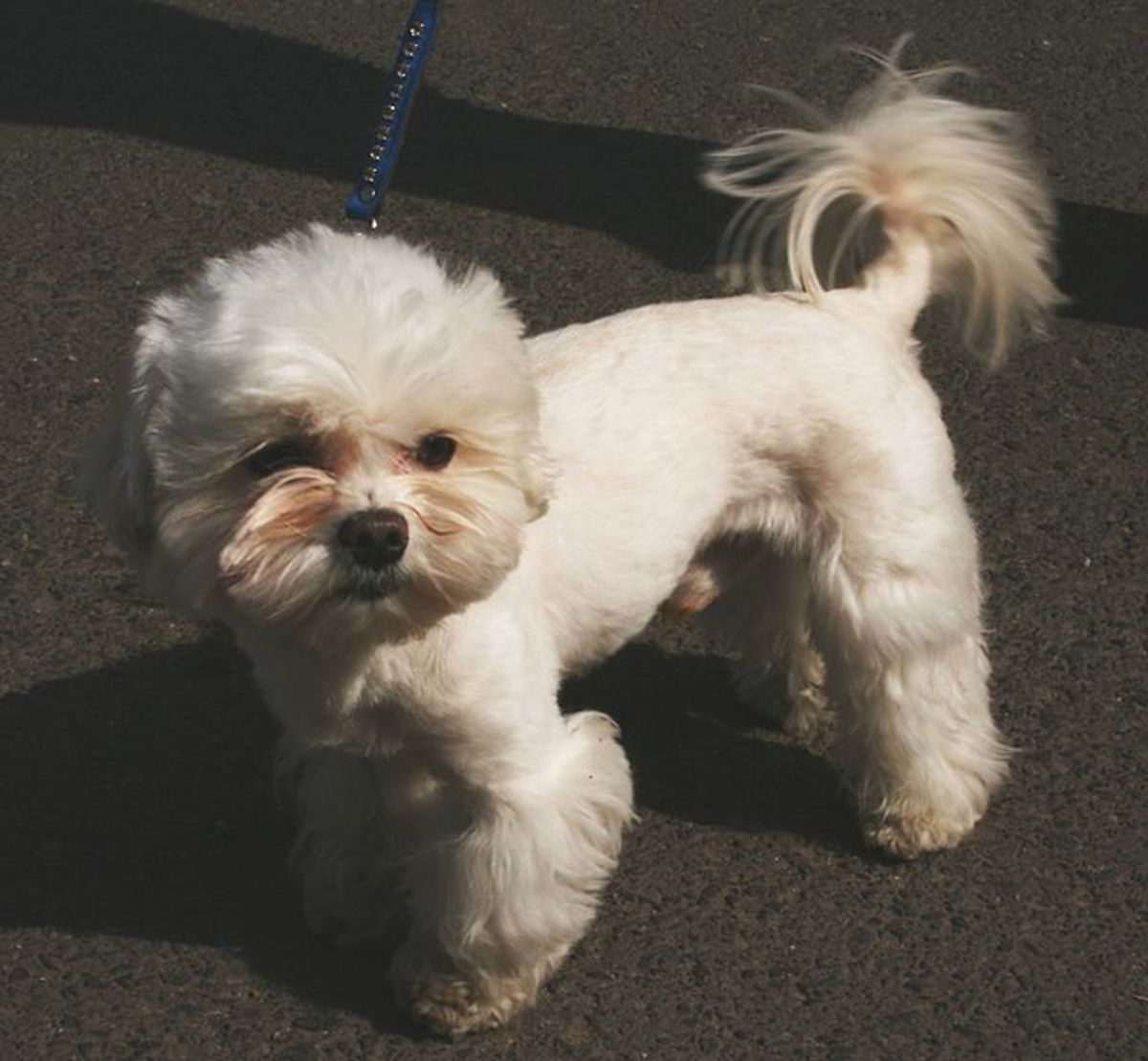 Maltese Dog Breed Dogs of Nobility HubPages