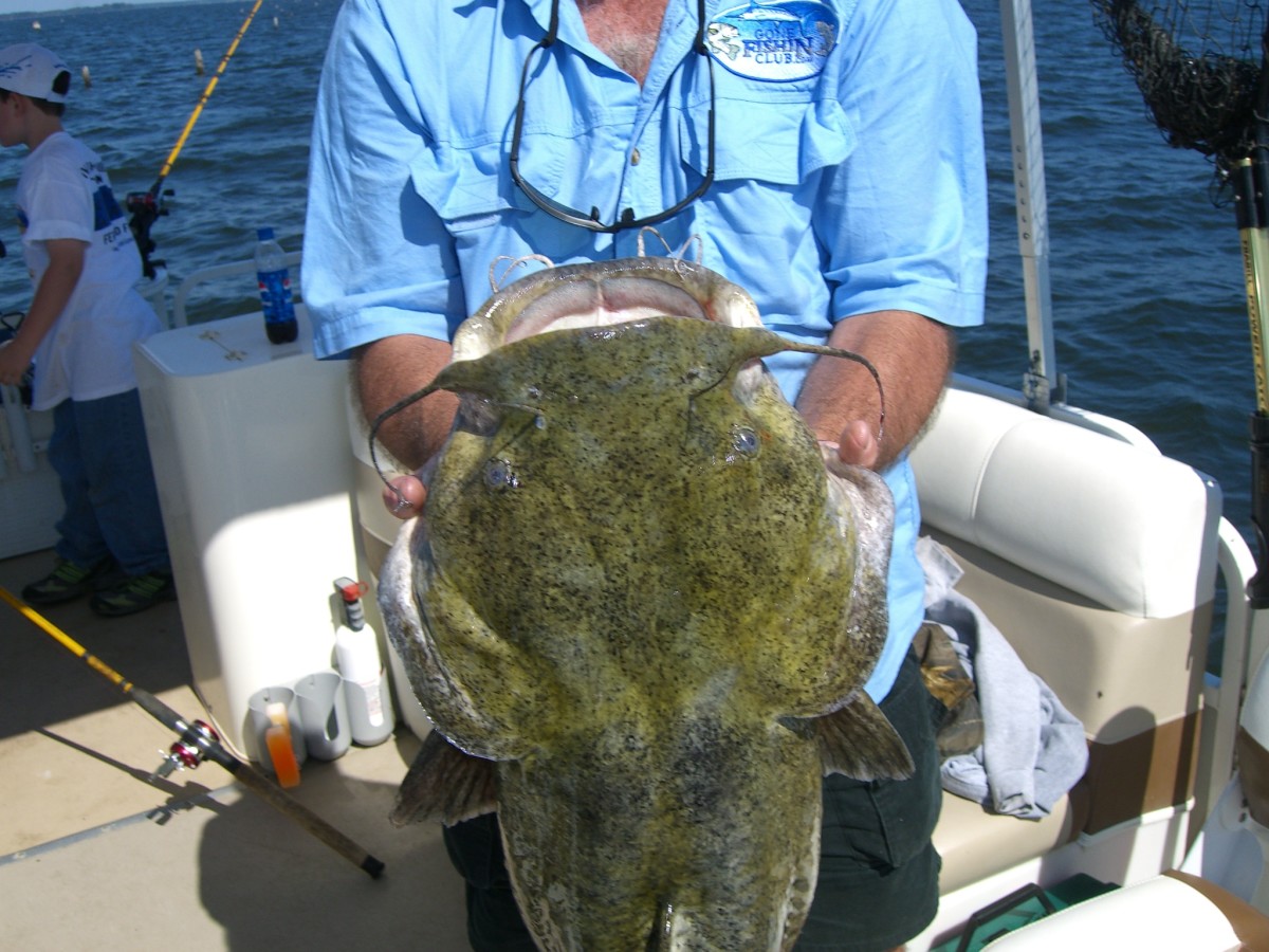 How To Catch Big Catfish Part 1 Where and When to Catch Catfish in